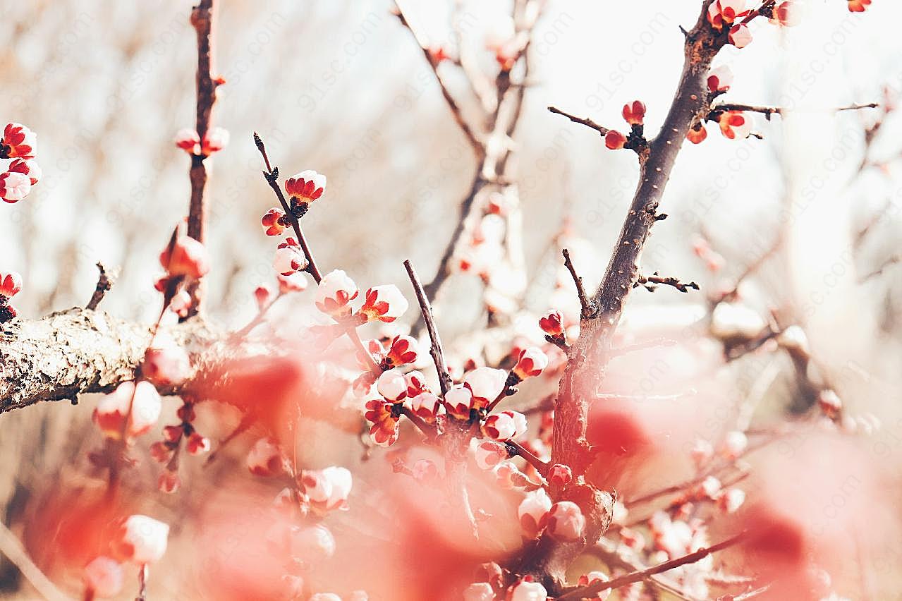 春天的红图片梅花