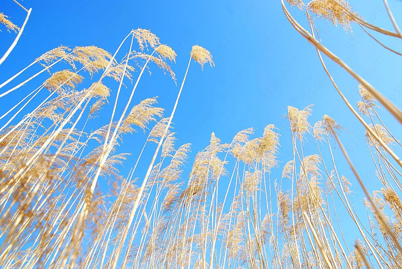 芦苇天空风景图片下载自然风景