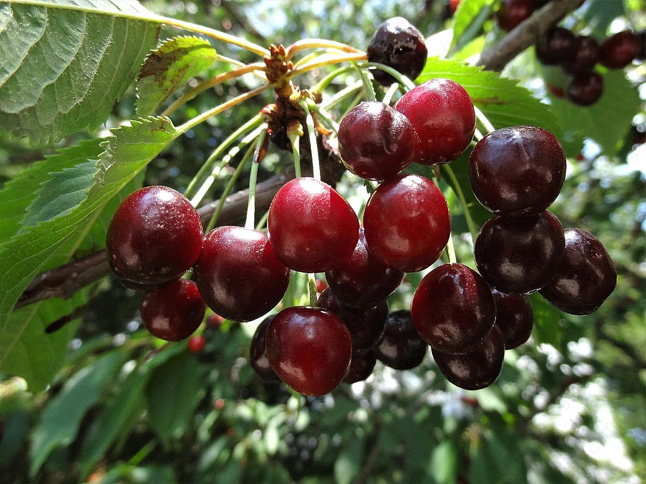 成熟鲜红樱桃图片生物摄影