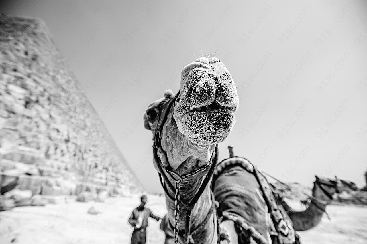 沙漠骆驼黑白图片高清