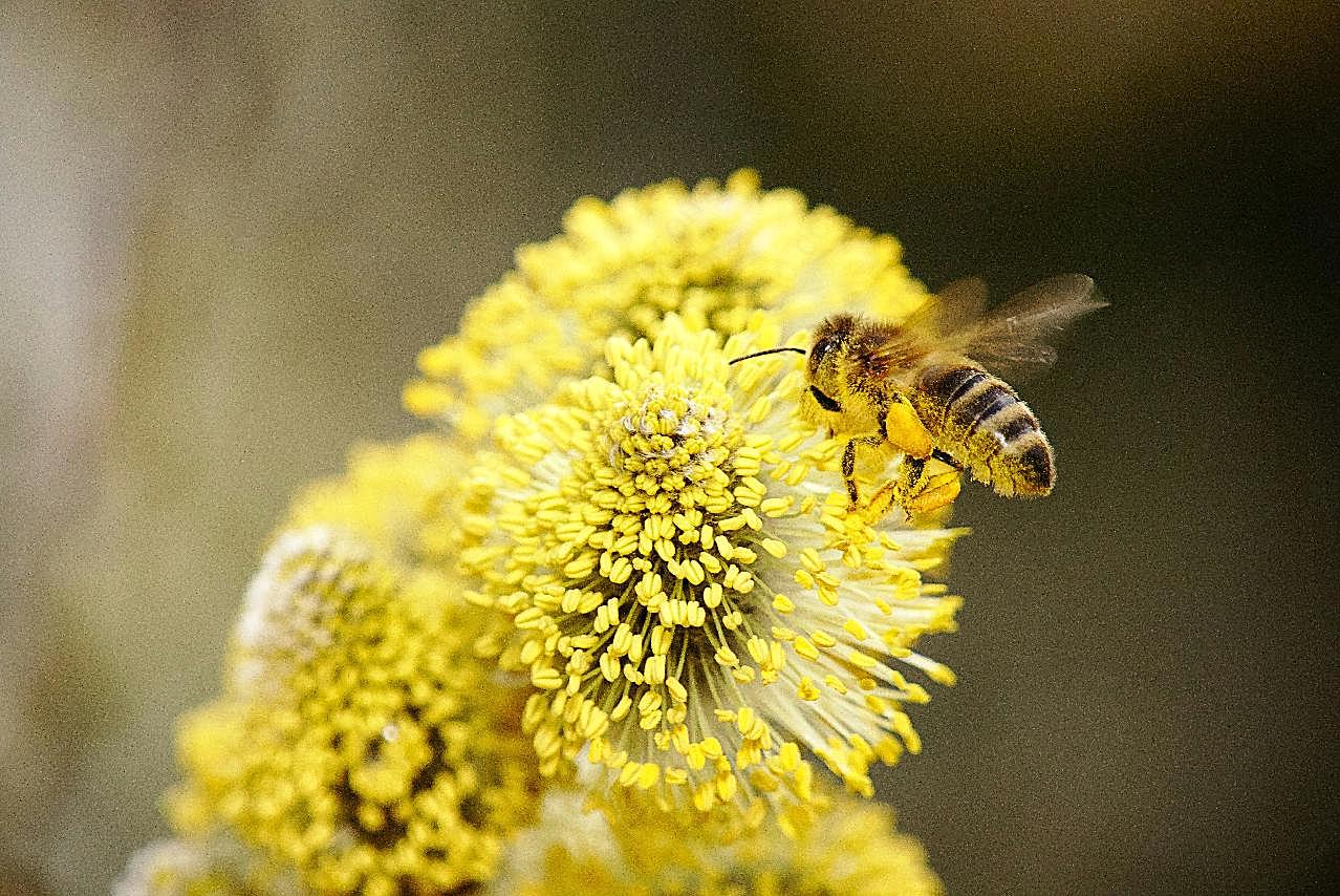 采蜜的蜜蜂生物世界
