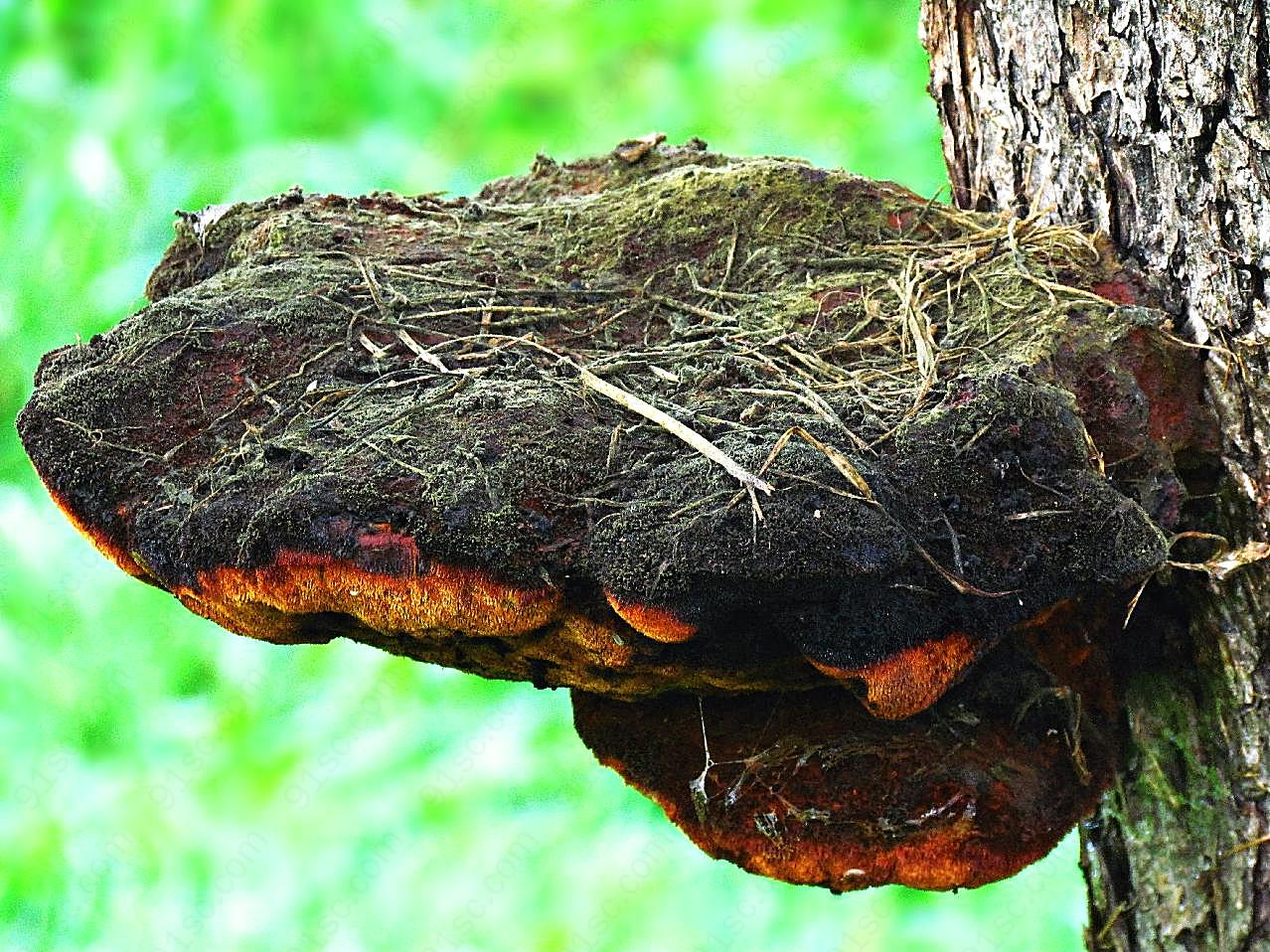 野生菌菇类图片蘑菇
