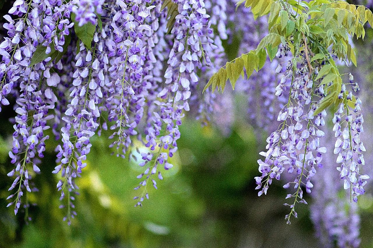 紫藤萝花图片高清