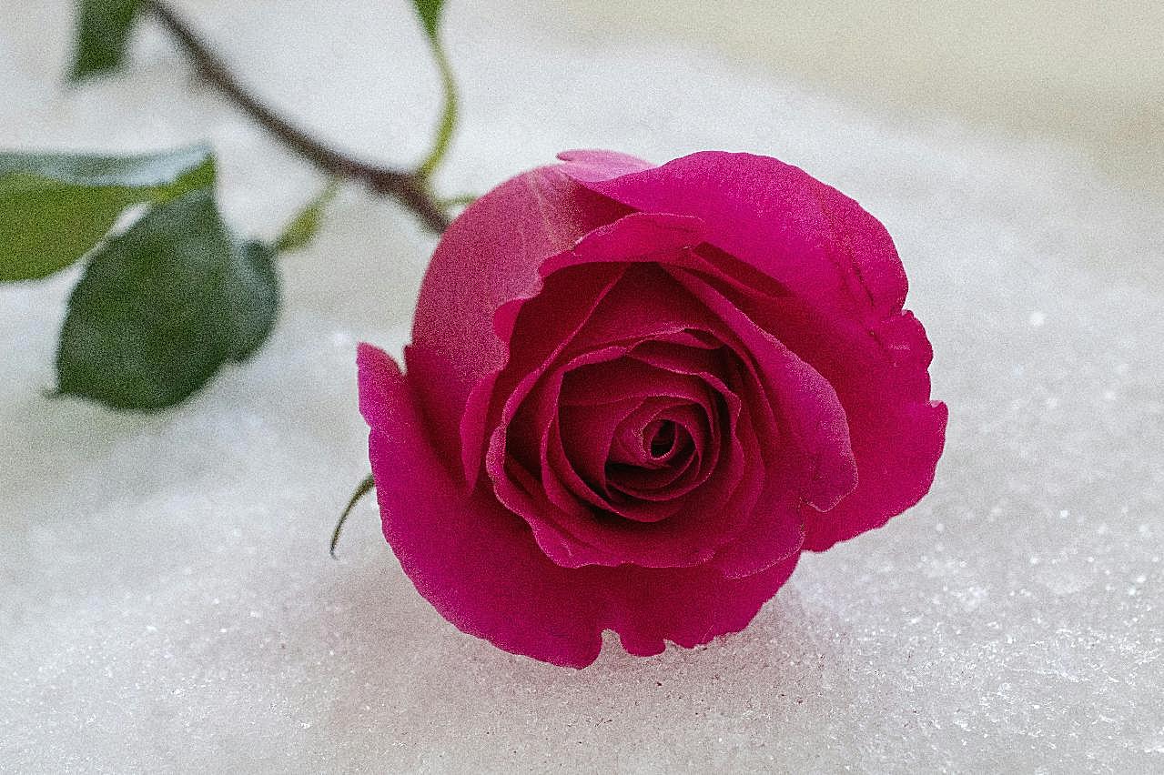 一枝艳丽图片玫瑰花
