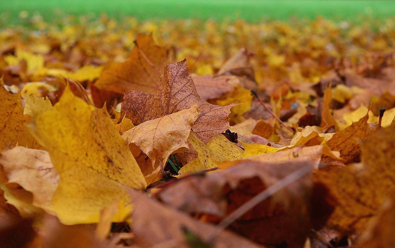 秋季落叶图片摄影高清