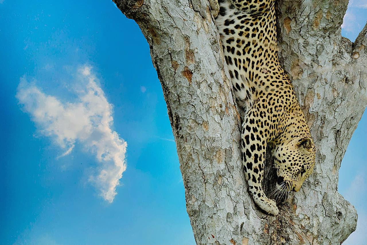 爬树的豹子图片摄影