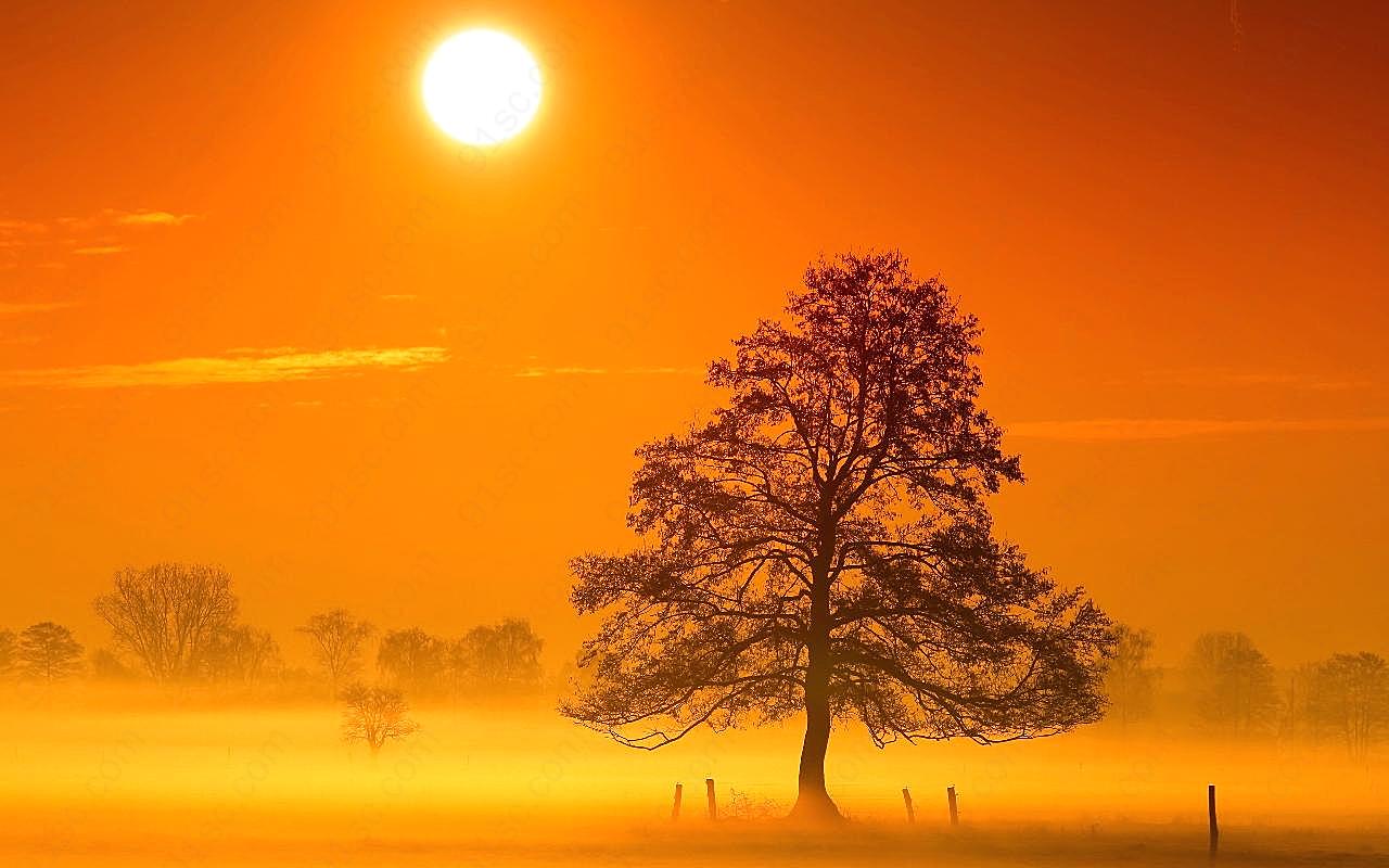 夕阳大树美景图片黄昏