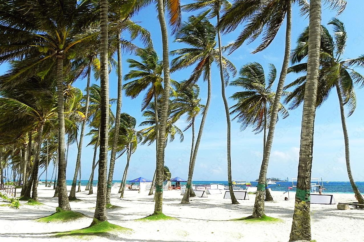 热带旅游风景棕榈树图片树林