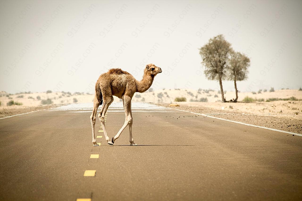 干旱地行走的骆驼图片动物图片