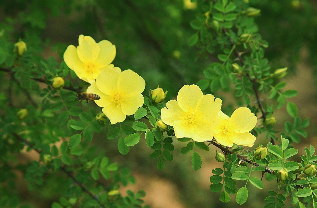 蔷薇花高清图片花卉