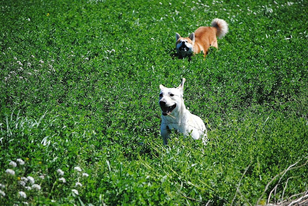 秋田犬和拉布拉多图片狗