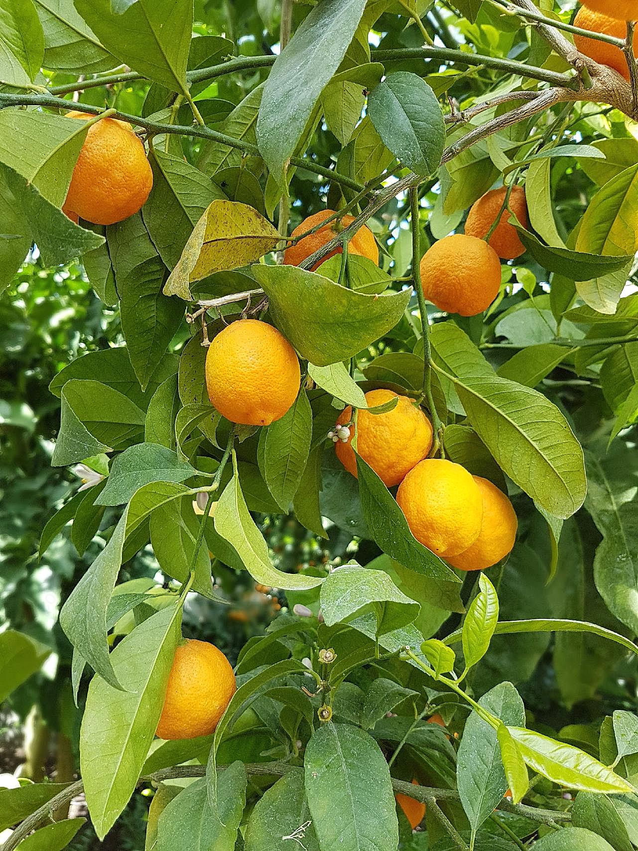 橘子树高清图片下载摄影