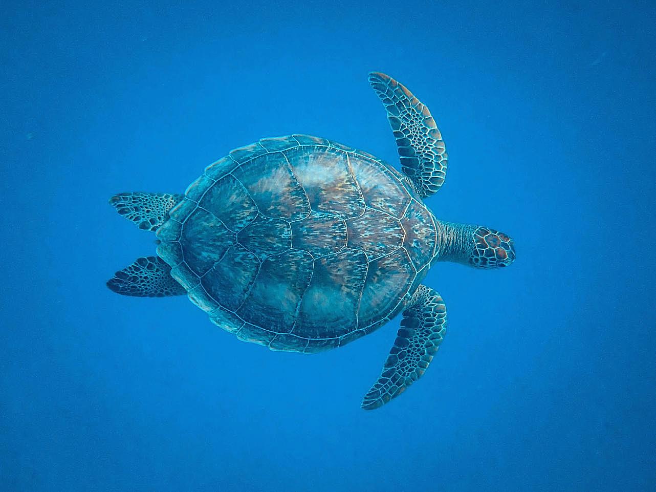深海海龟图片高清摄影