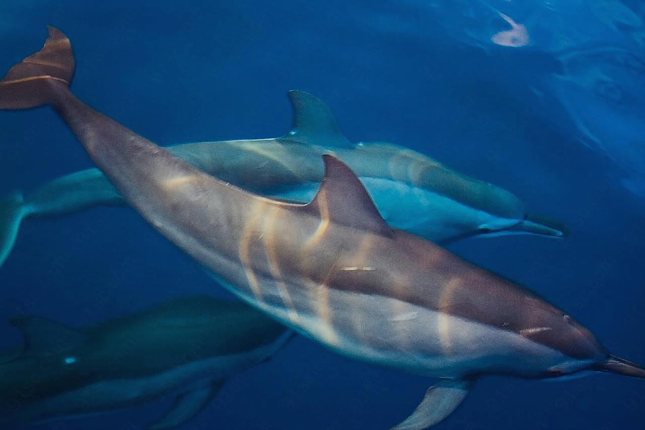 海豚高清图片海洋生物