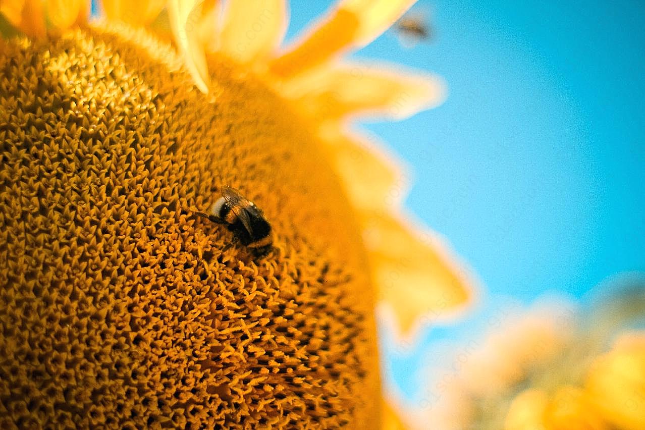 蜜蜂授粉图片生物摄影