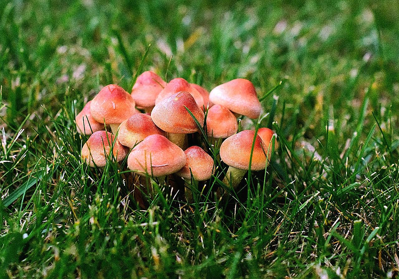 草地伞状小图片蘑菇