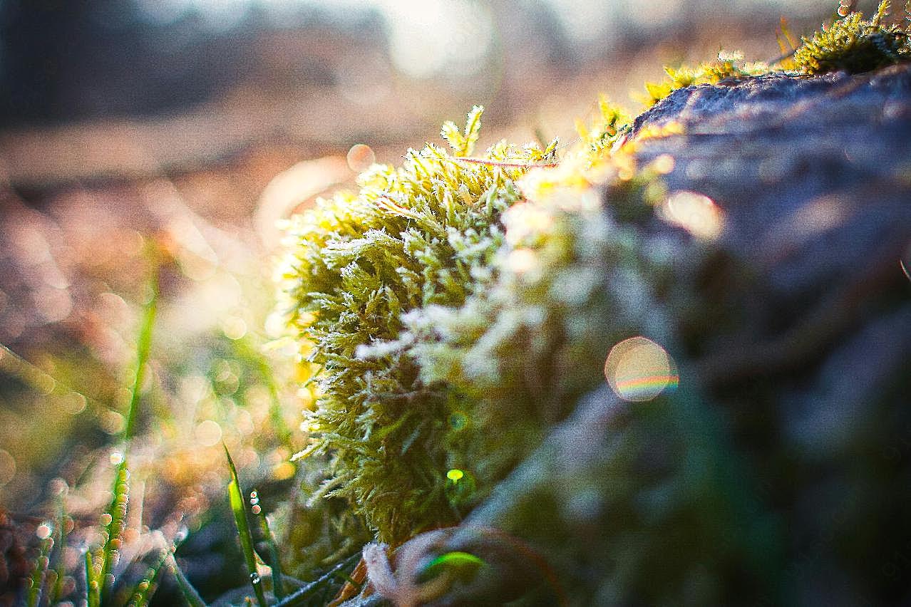 冬天苔藓图片高清摄影