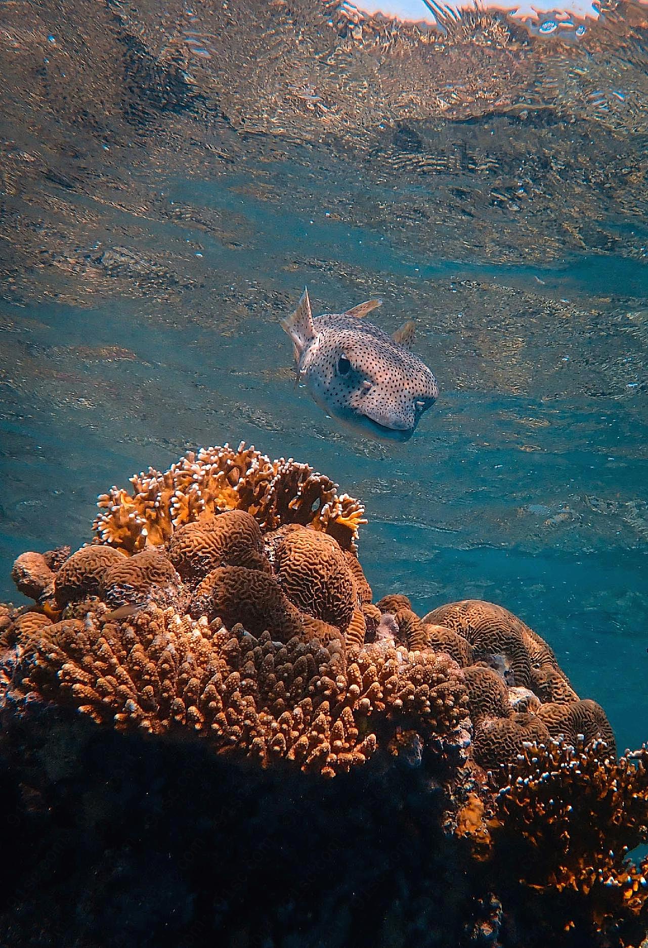 海底珊瑚礁野生图片鱼