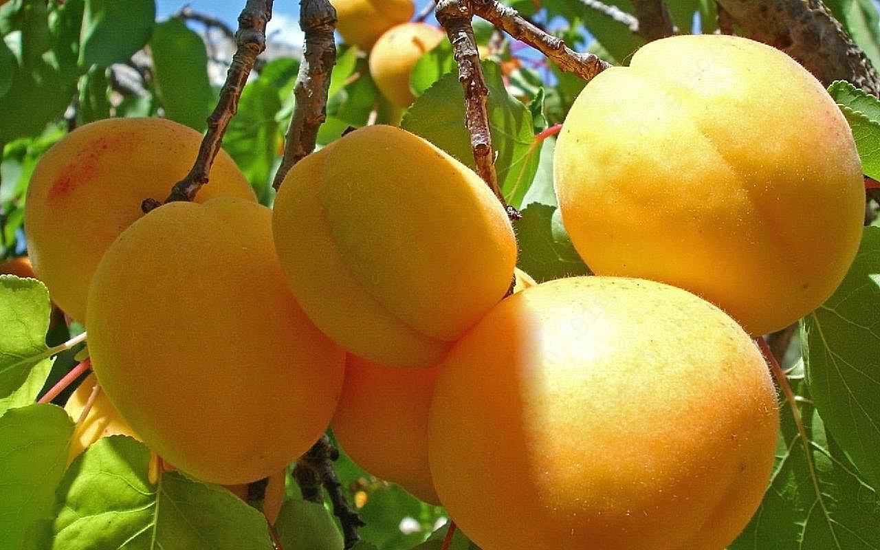 杏子图片水果