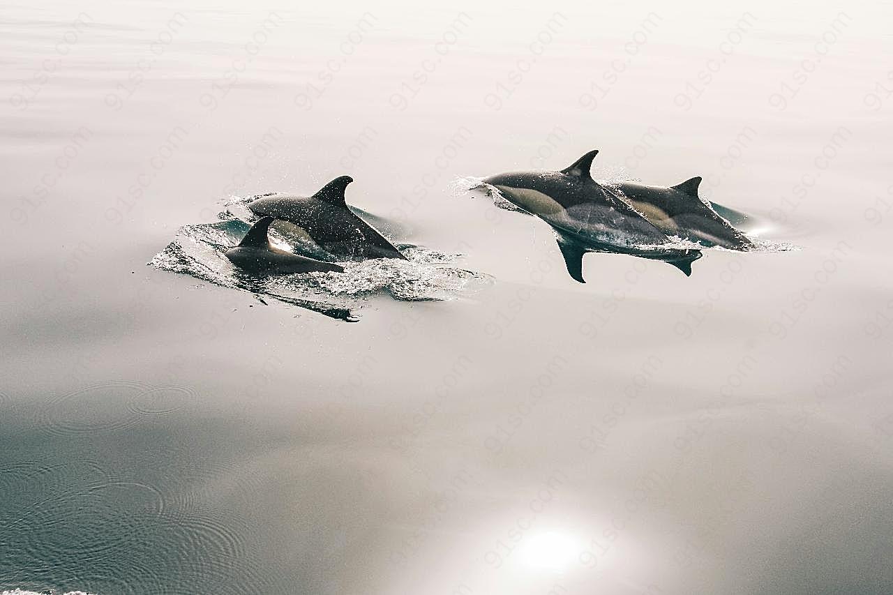 大海海豚图片海洋生物