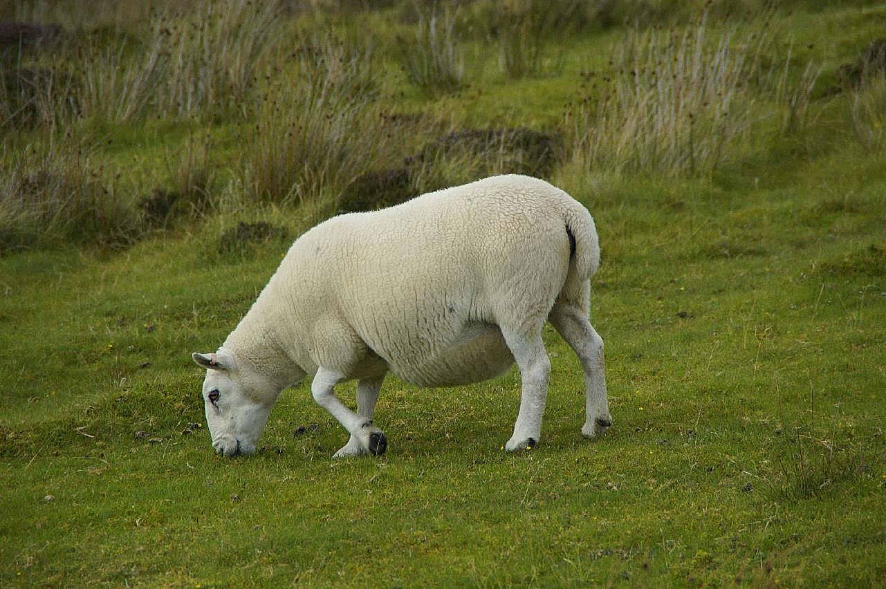 苏格兰绵羊图片高清