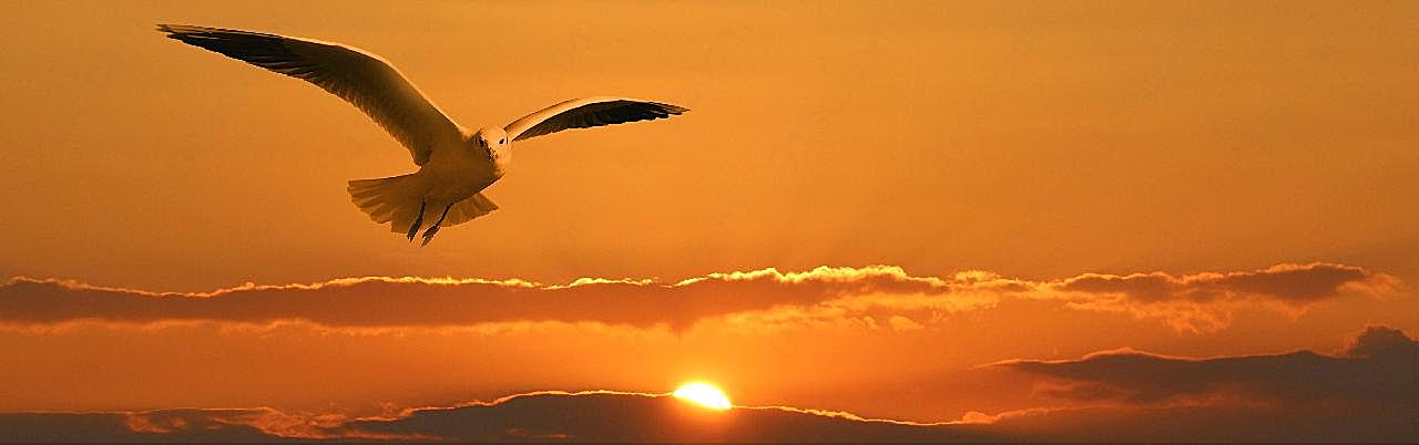 黄昏夕阳海鸥图片摄影