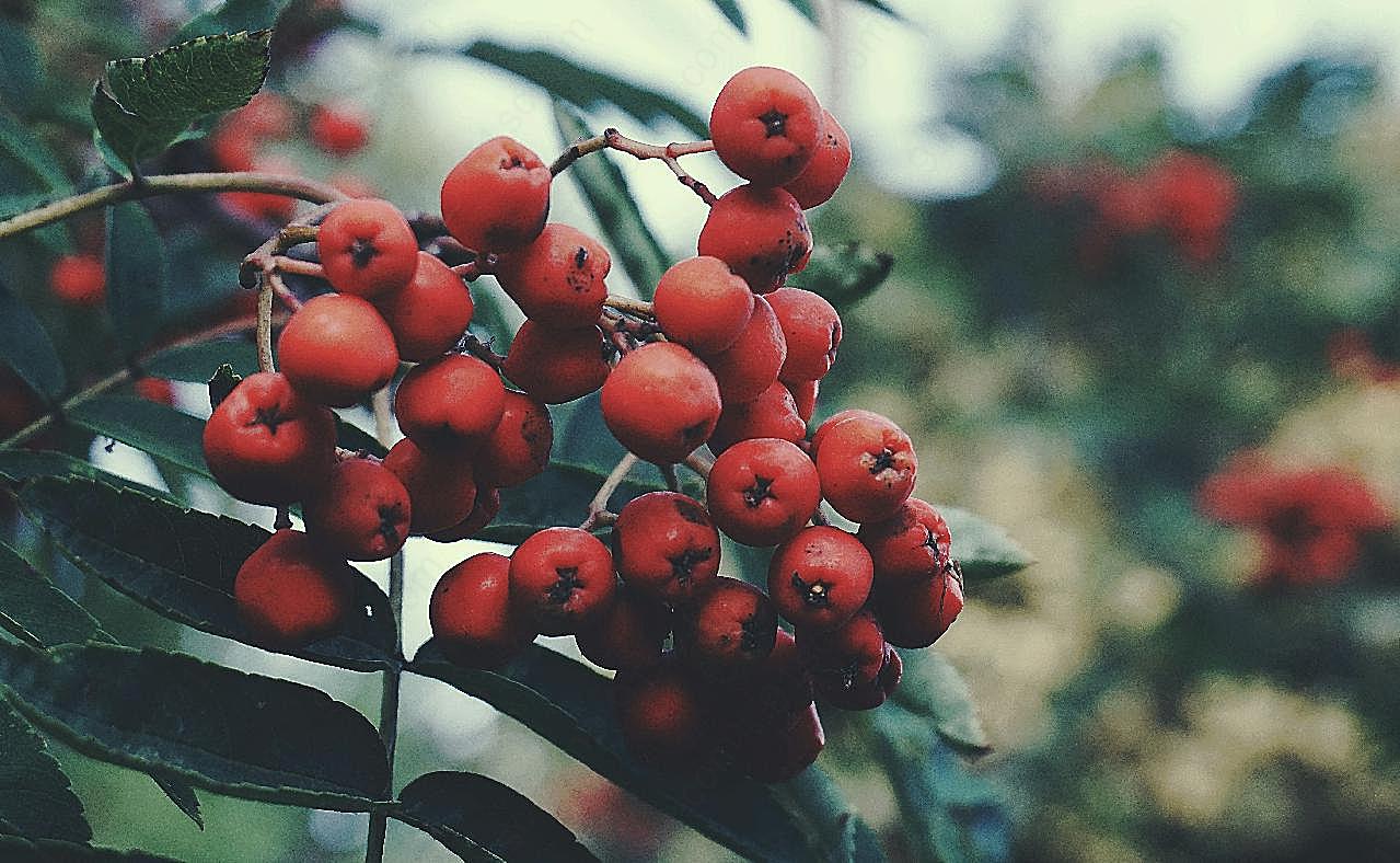 树上成熟的红山楂图片水果