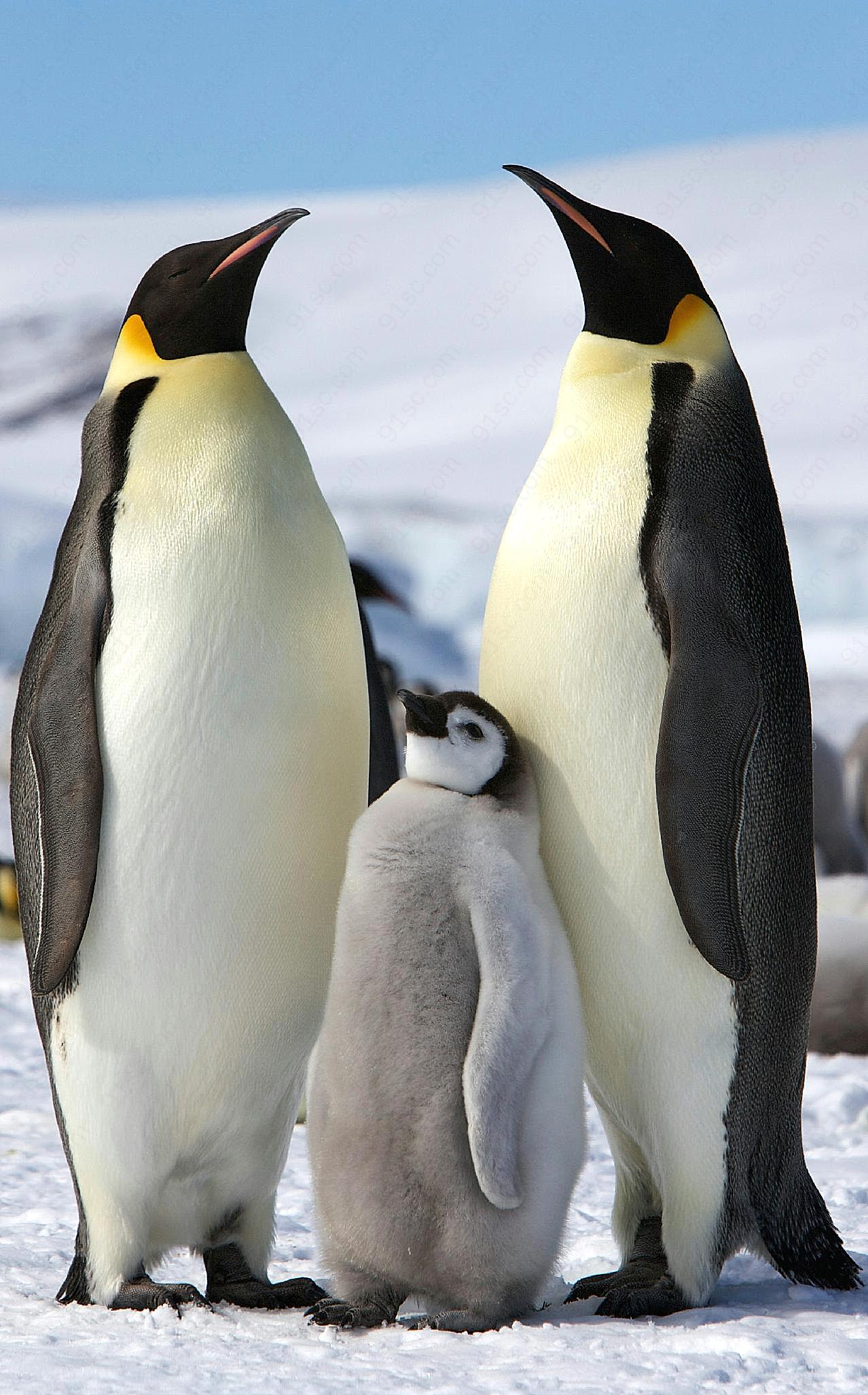 南极企鹅图片下载动物图片