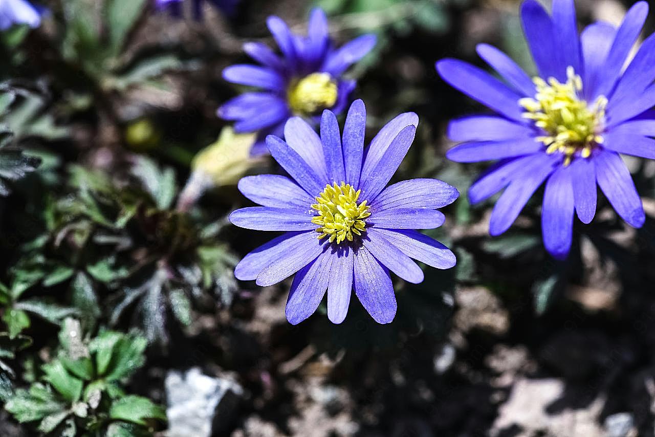 蓝银莲花图片花卉
