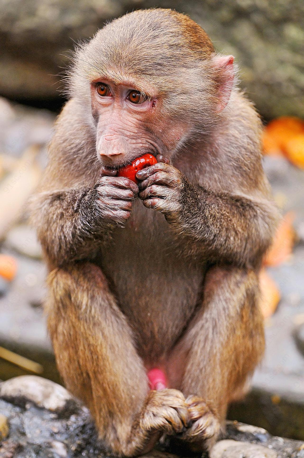 在吃苹果的猴子图片摄影高清