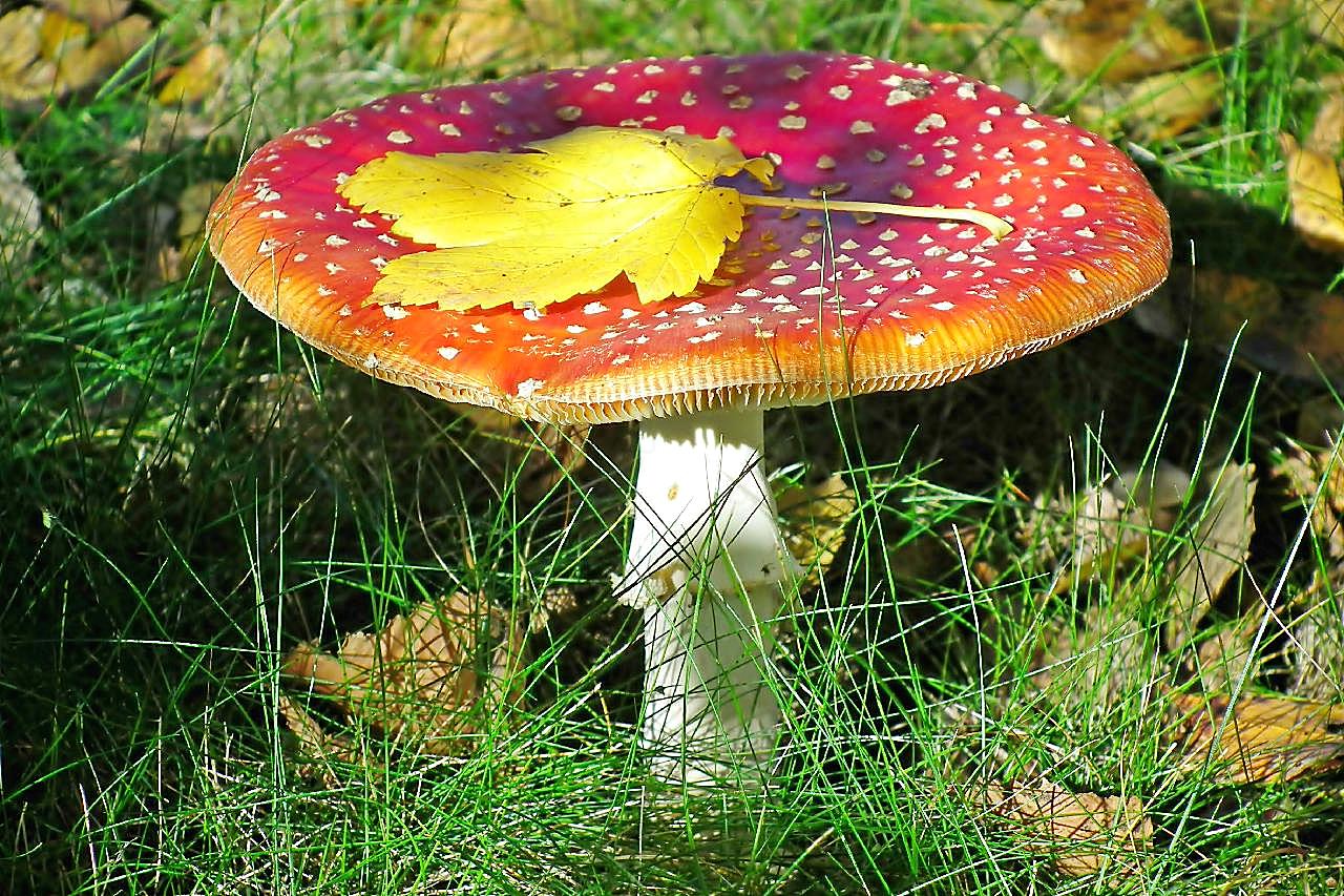 草地飞木耳红图片蘑菇
