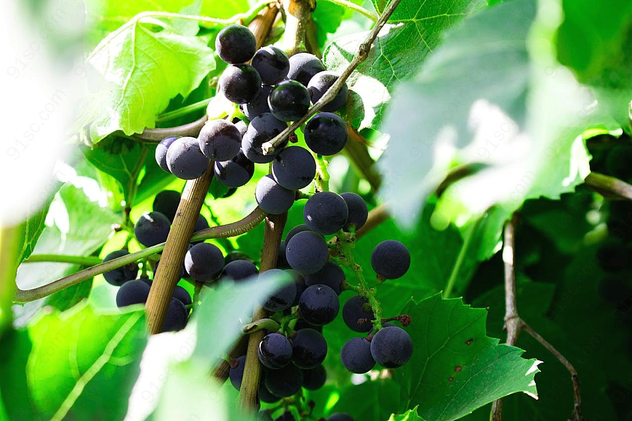 葡萄藤成熟黑葡萄图片水果