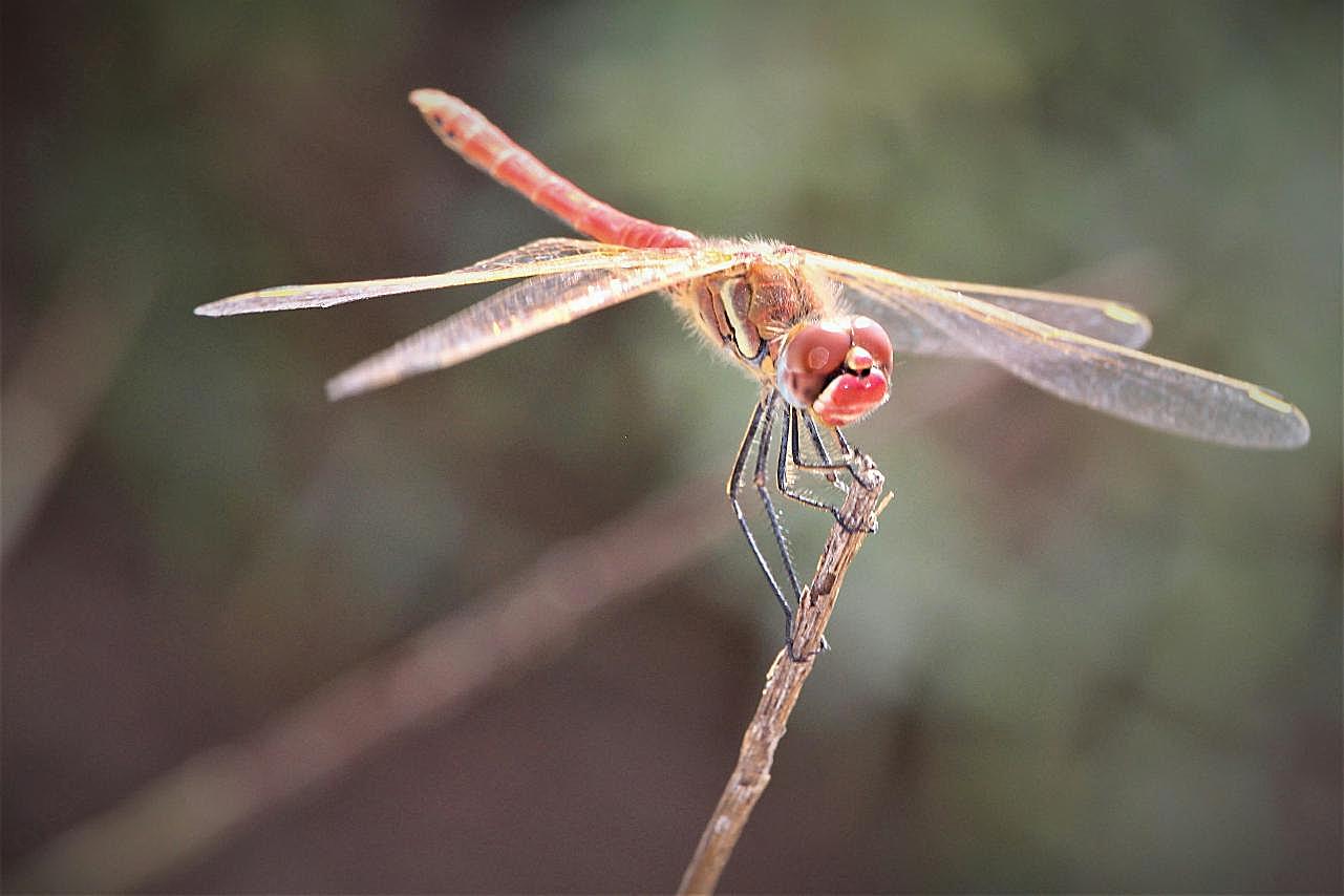 红蜻蜓摄影图片生物