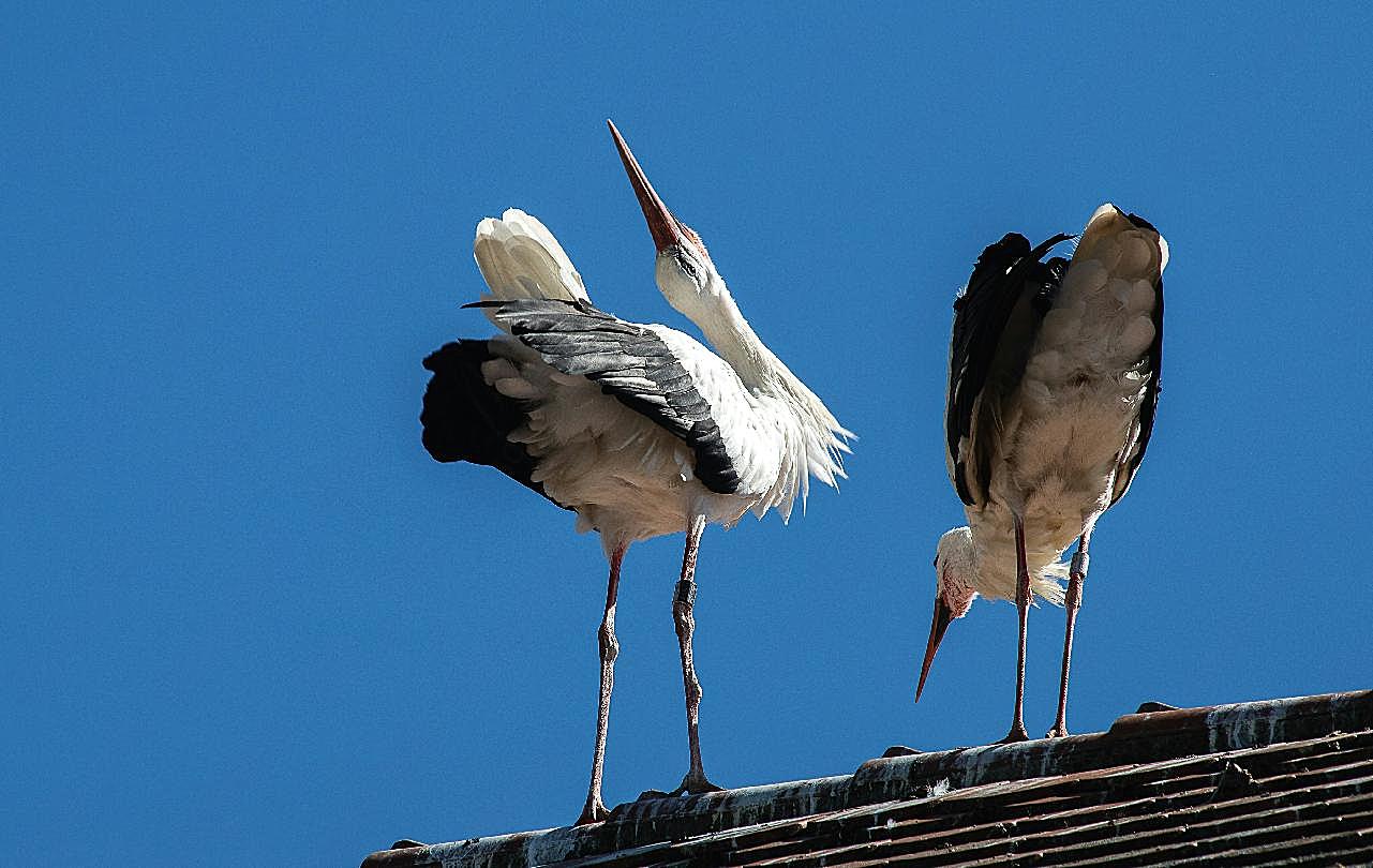 屋顶两只白鹤图片高清摄影
