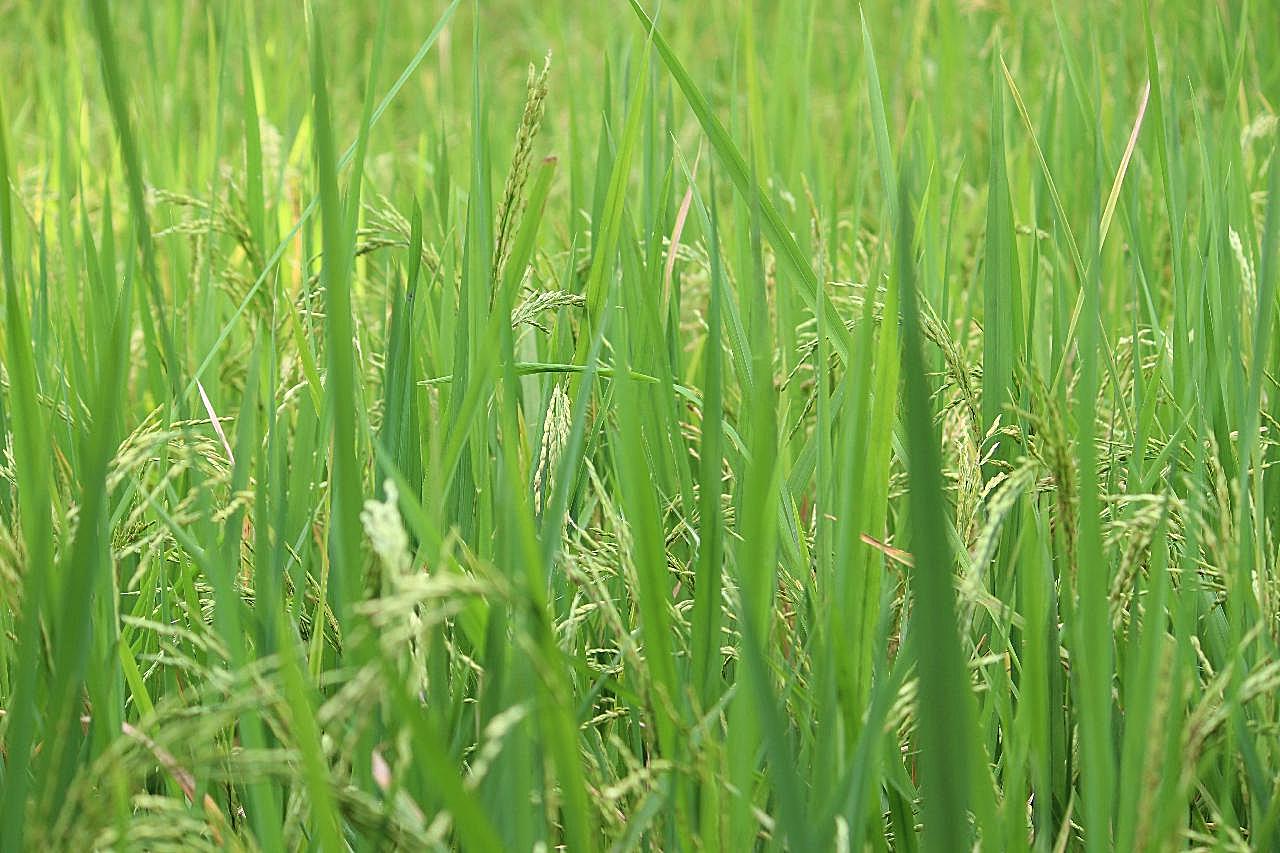 农田水稻风景图片景观