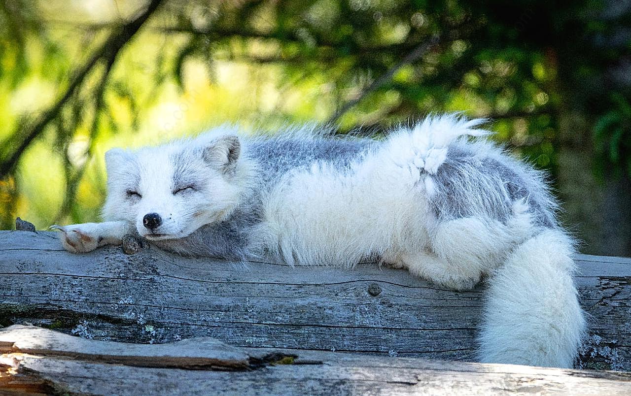 毛绒北极狐图片动物图片