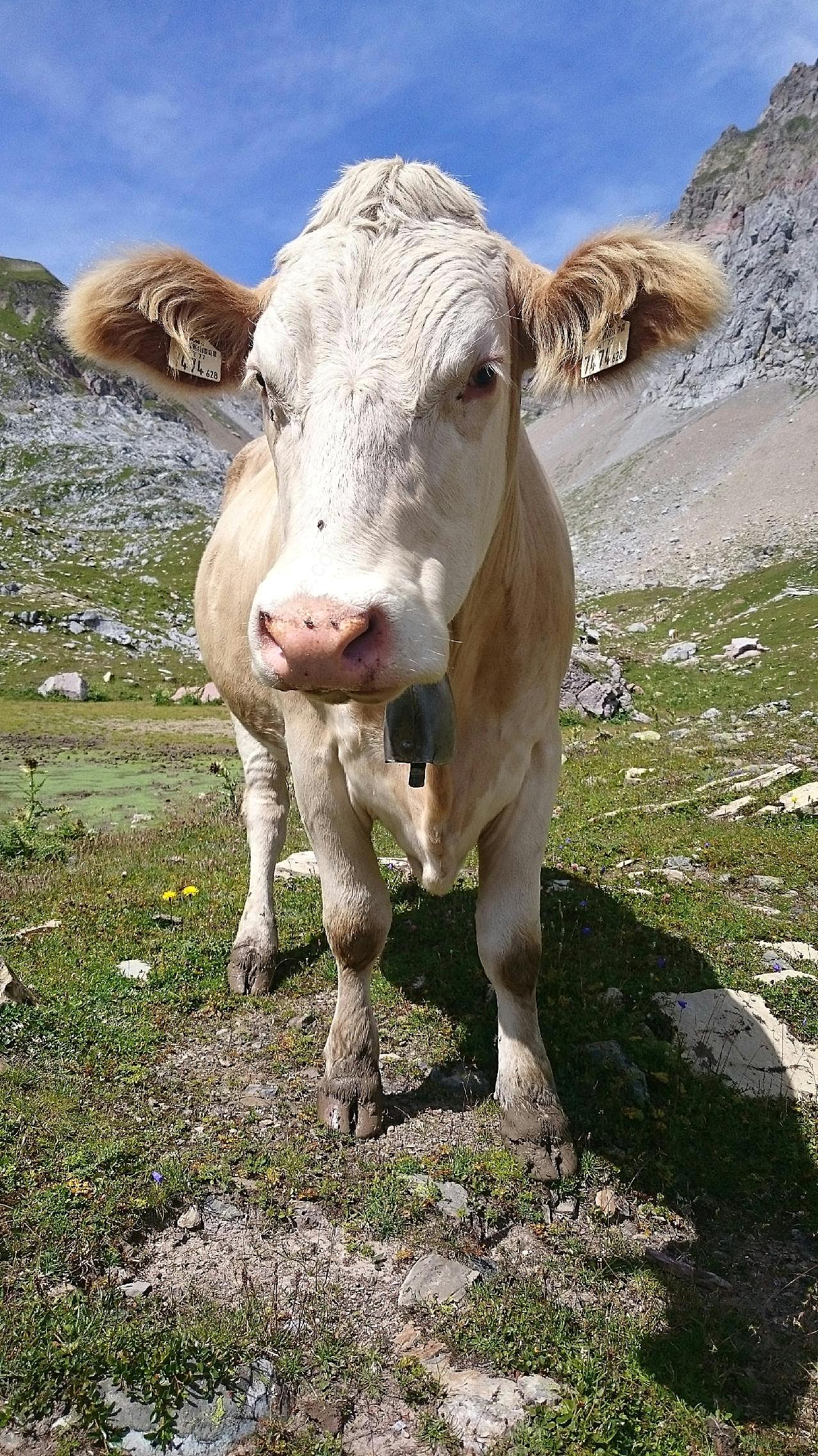 高原老奶牛图片动物图片