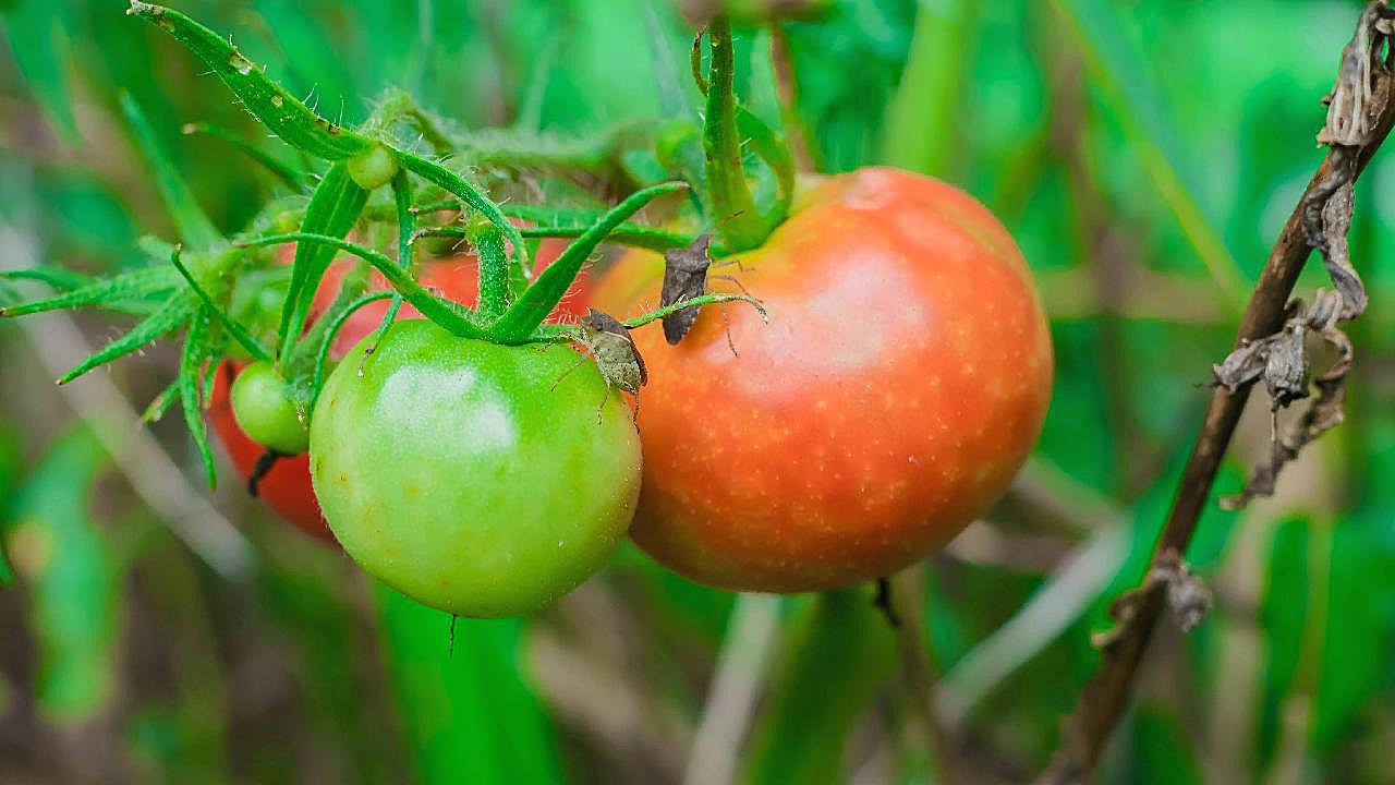 綠色健康新鮮西紅柿圖片生物攝影