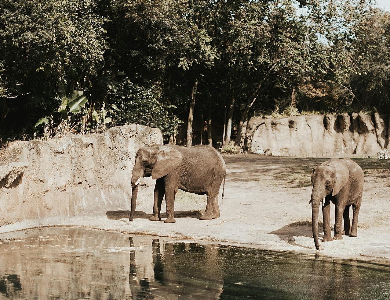 动物园大象图片摄影