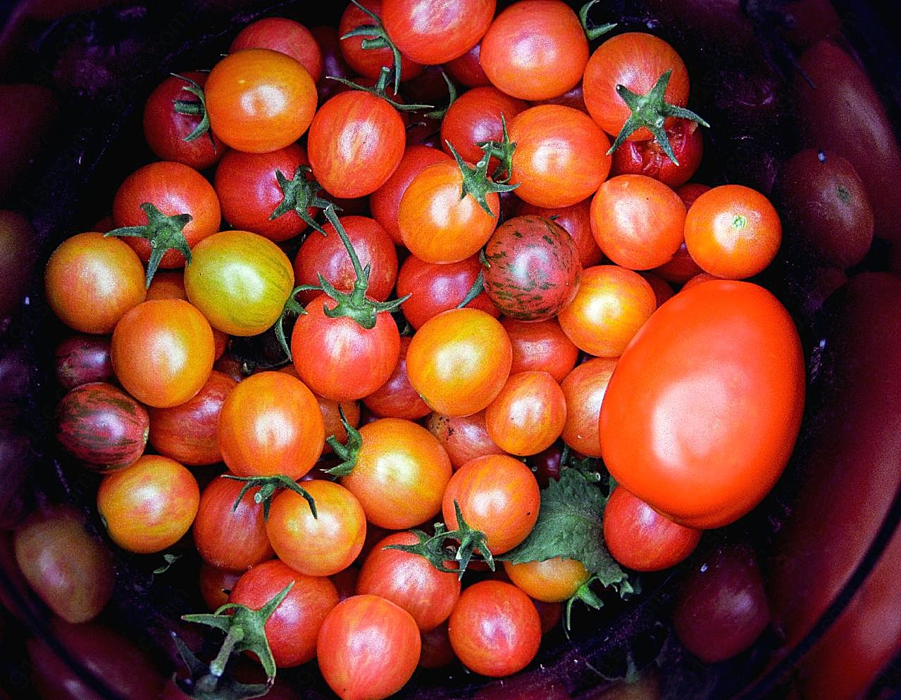 番茄营养图片生物
