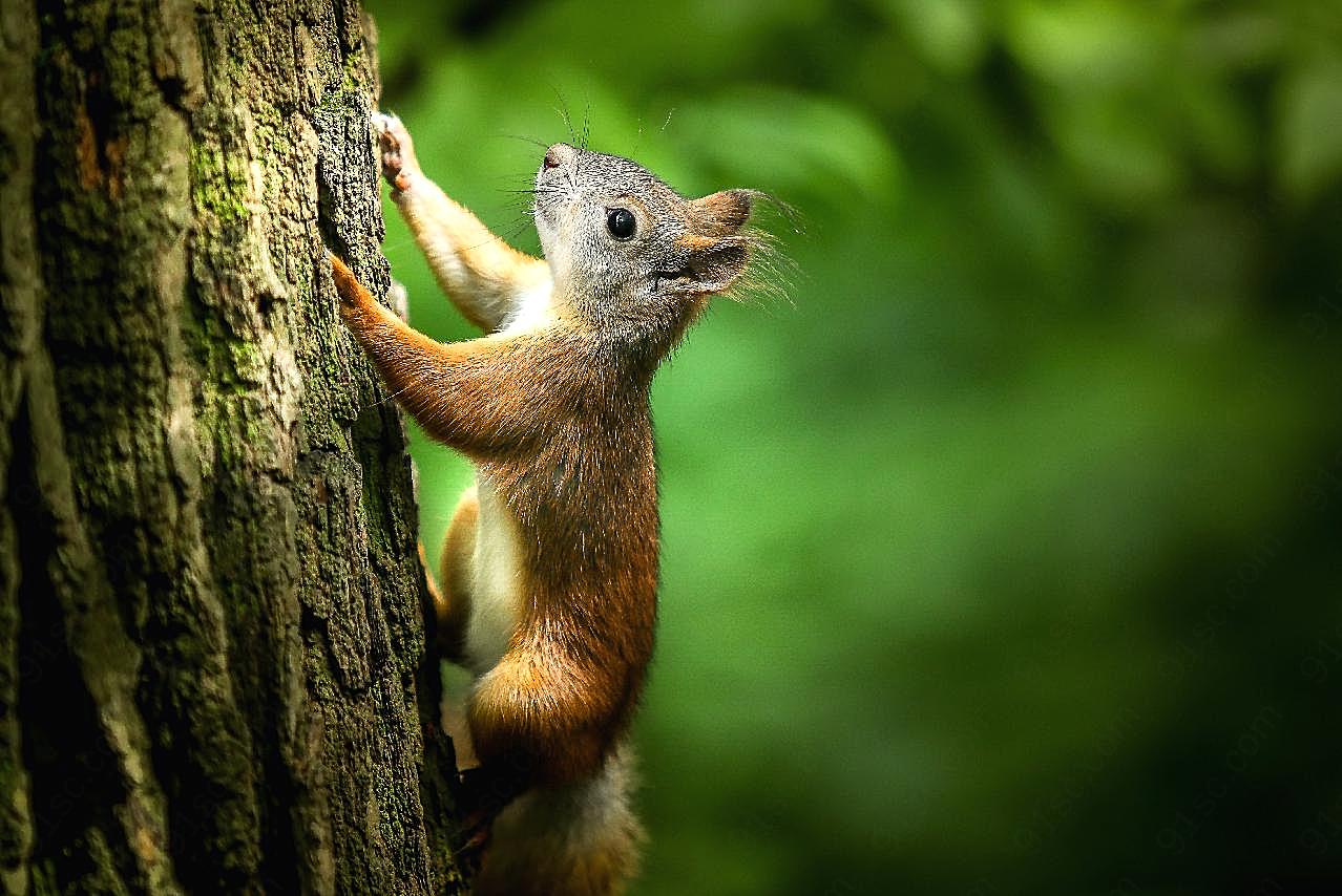 小松鼠爬树图片高清摄影