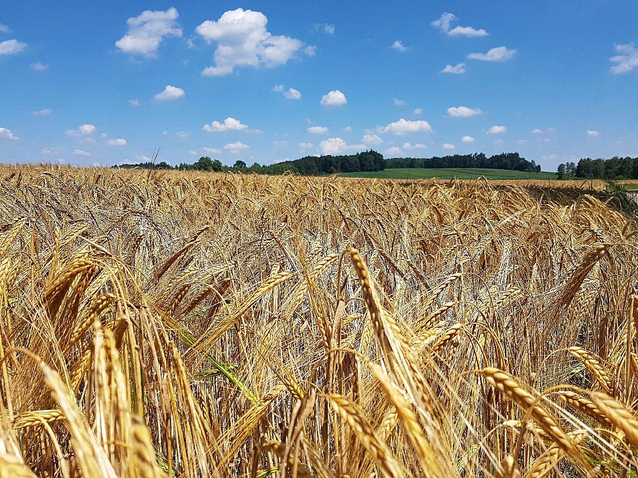 麦田成熟小麦图片景观摄影