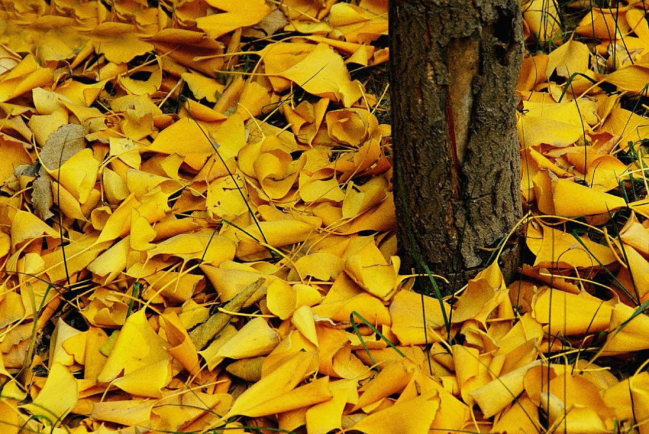 树下落叶图片下载高清摄影