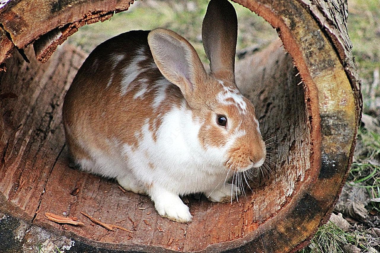 可爱兔子萌图高清摄影