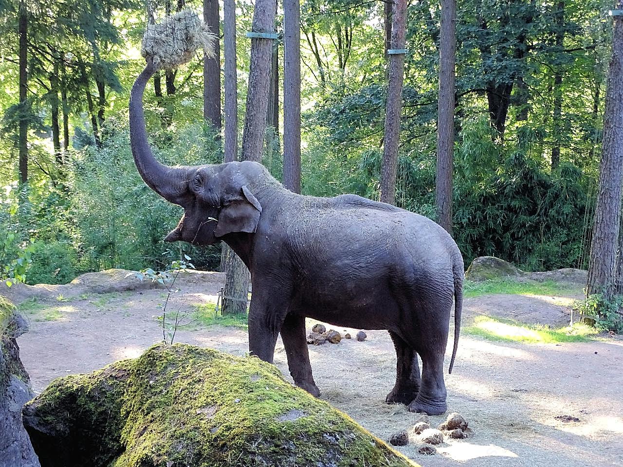 亚洲野生大象图片摄影高清