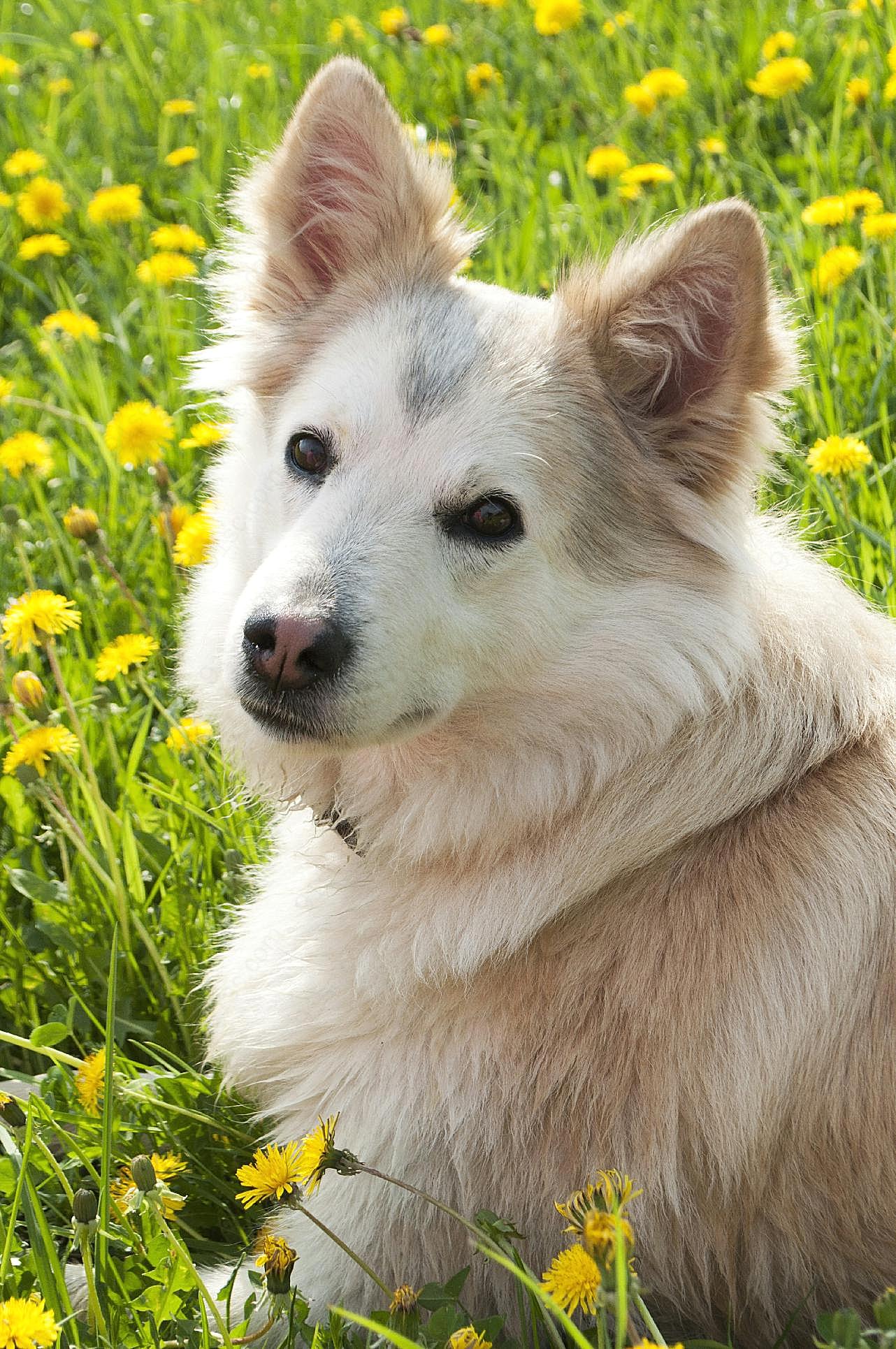 可爱西伯利亚犬宠物写真高清摄影