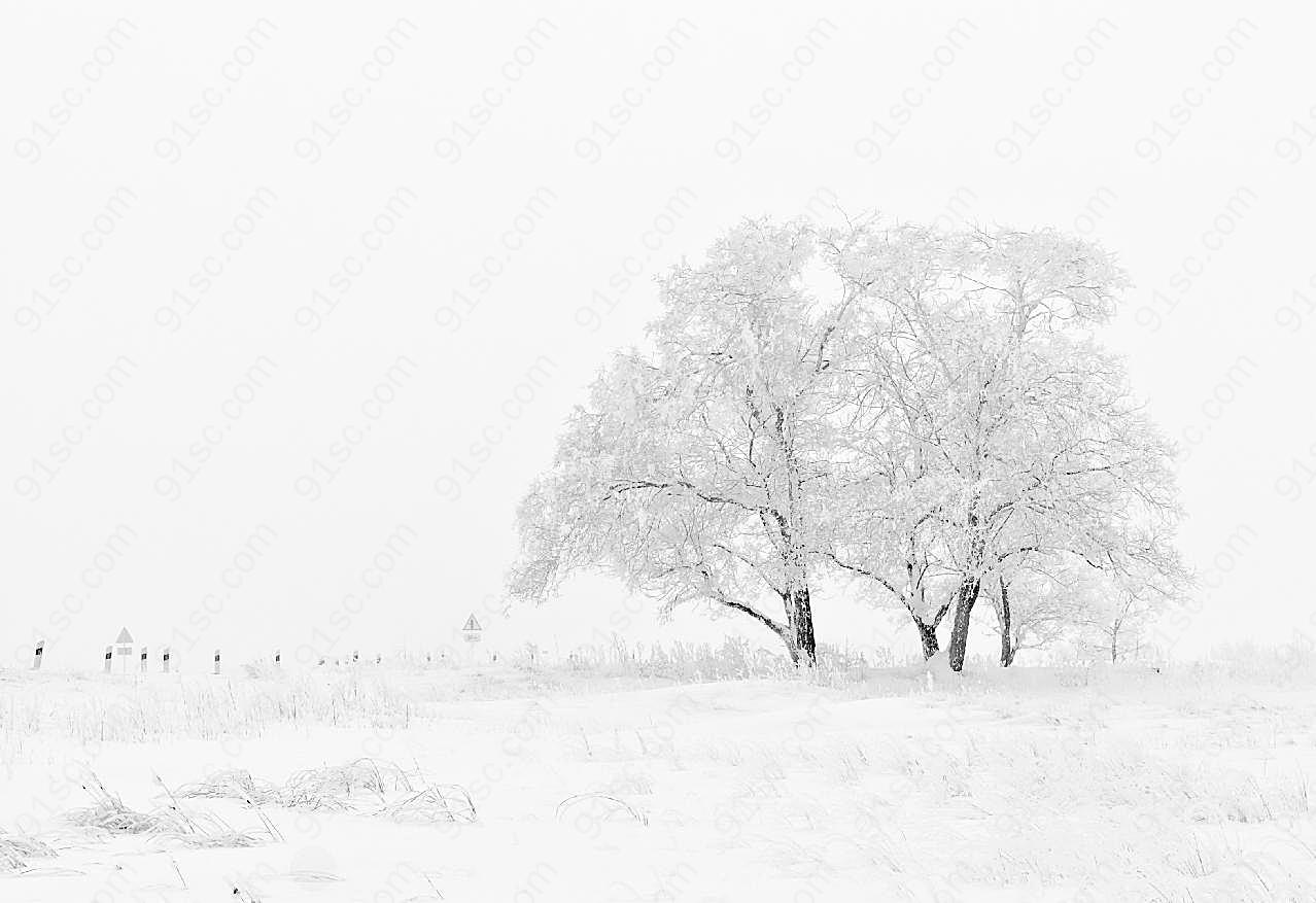 冬天雪地树木图片景观