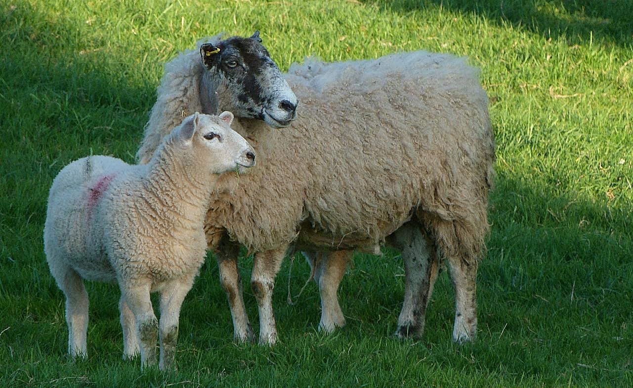 农场绵羊母子图片摄影高清