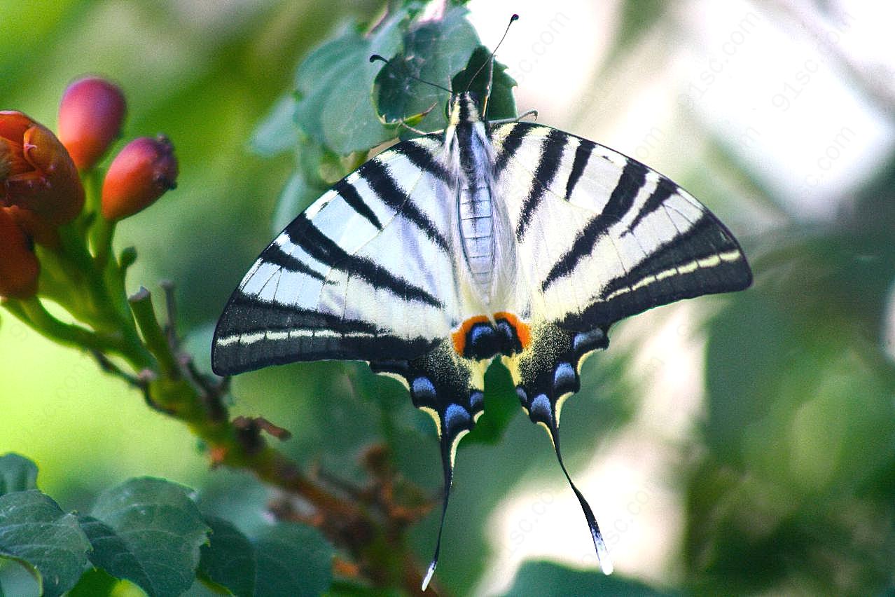 黑白条纹燕尾蝶图片高清