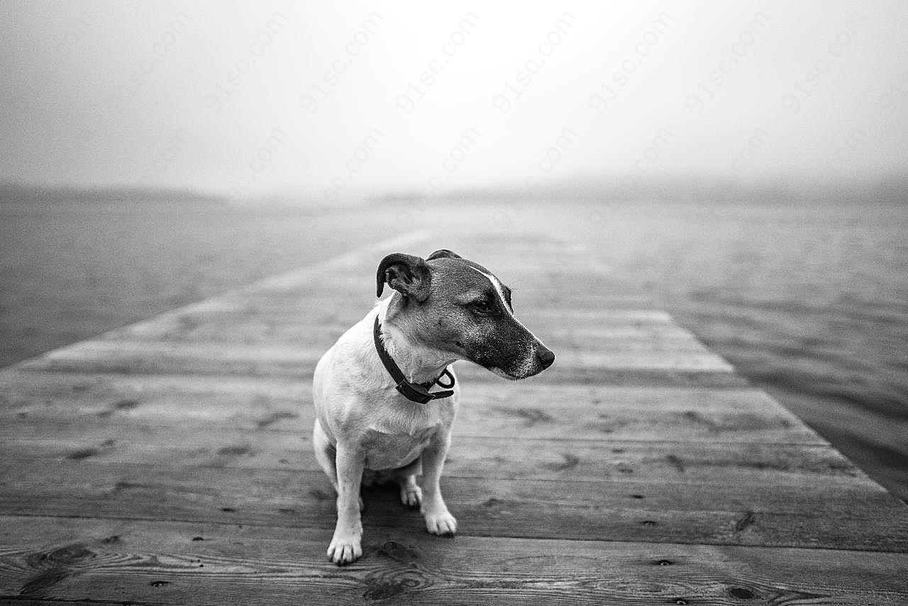 黑白中华田园犬图片高清